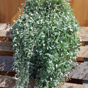 Dichondra / Zilverregen