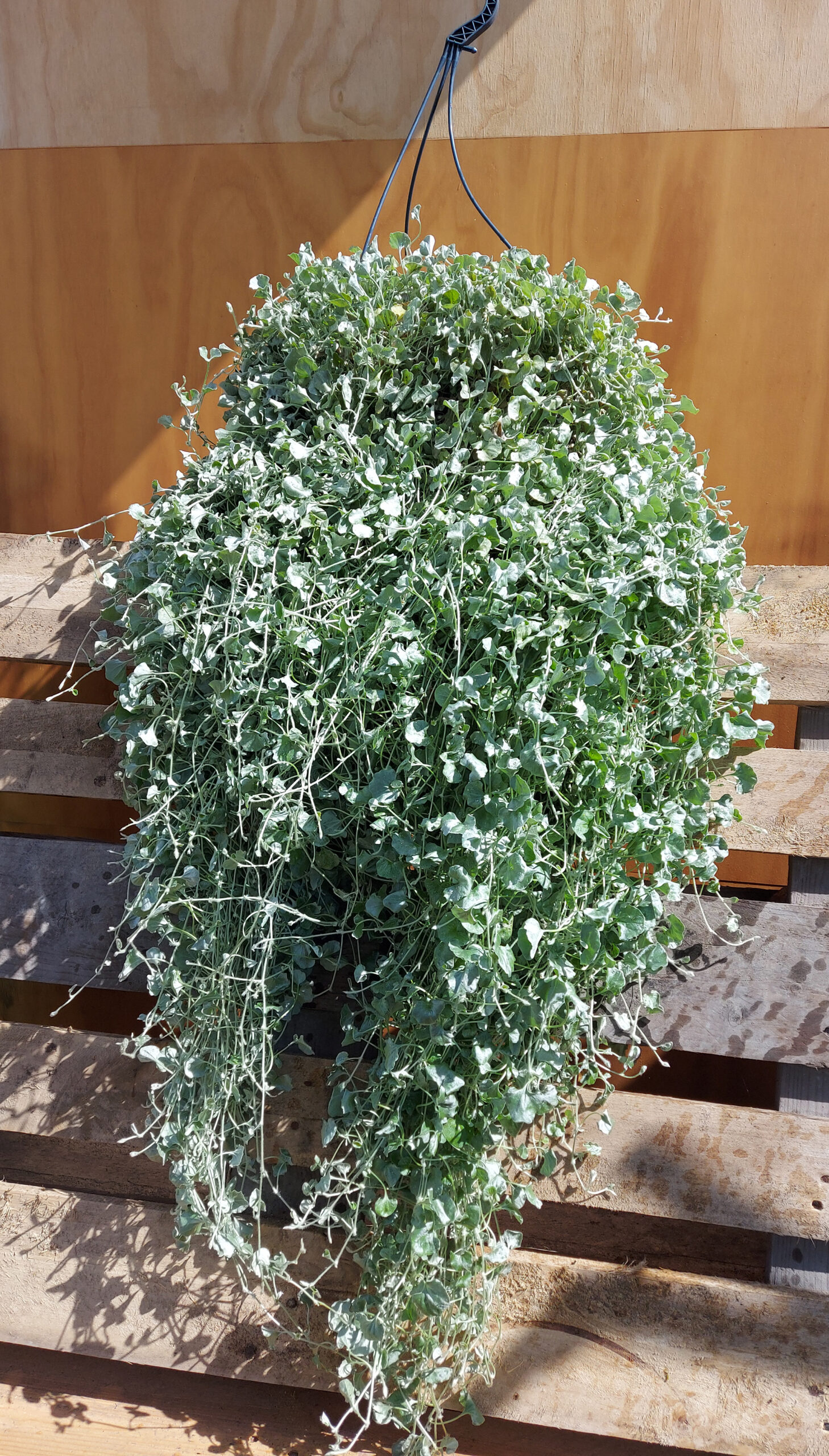 dichondrasilver