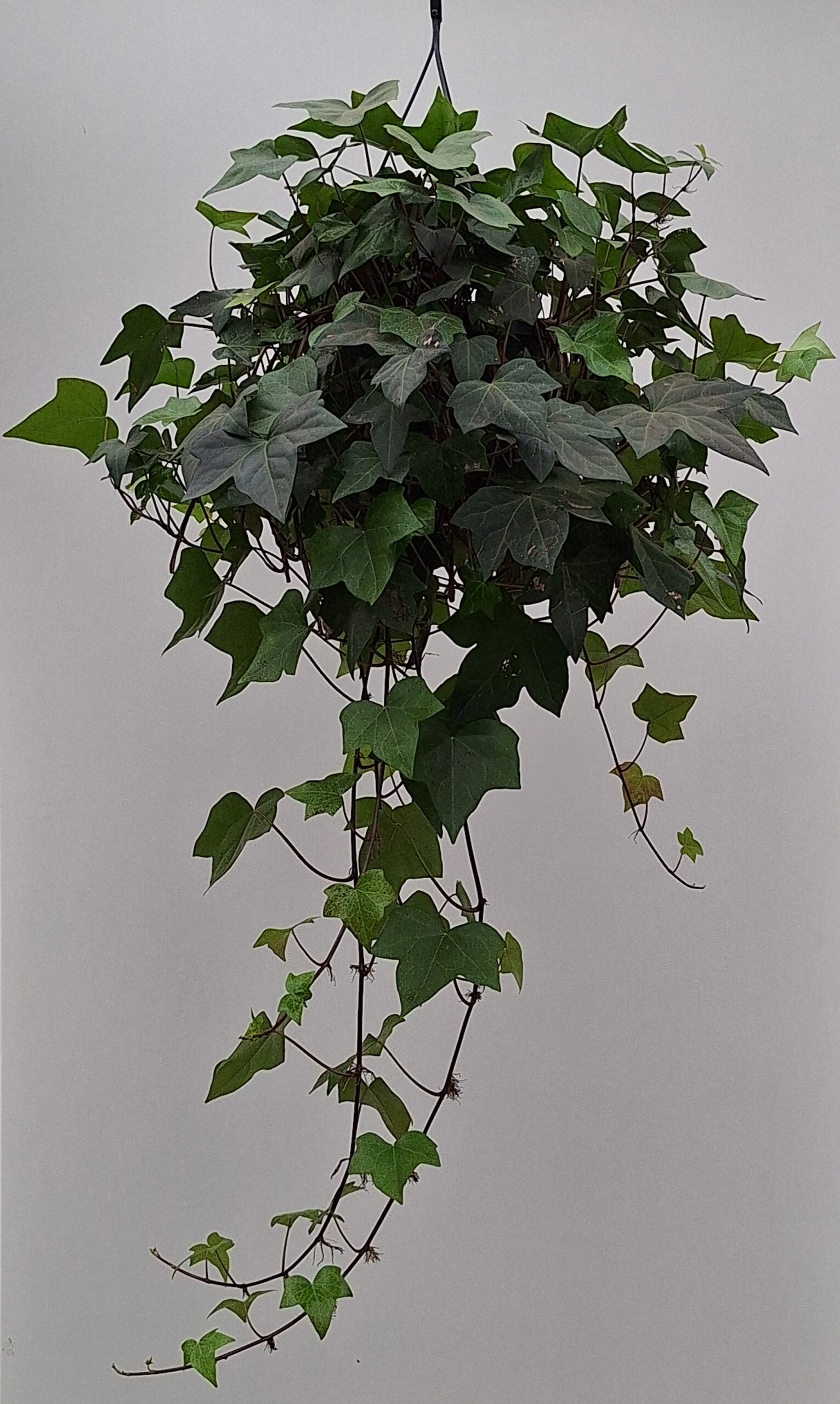hedera