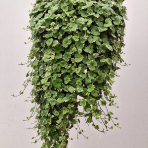 Nepeta - Bontbladige hondsdraf