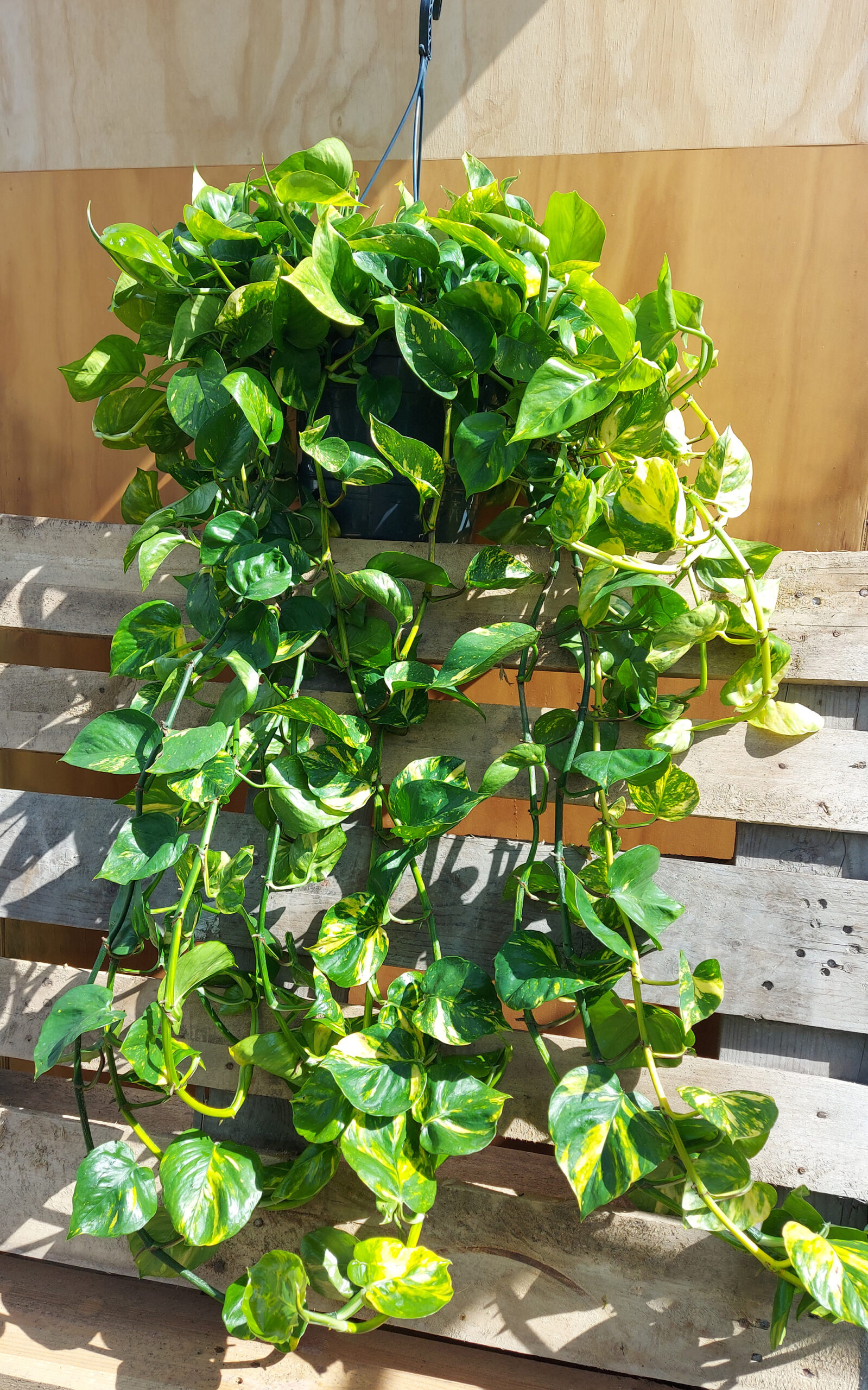 scindapsus